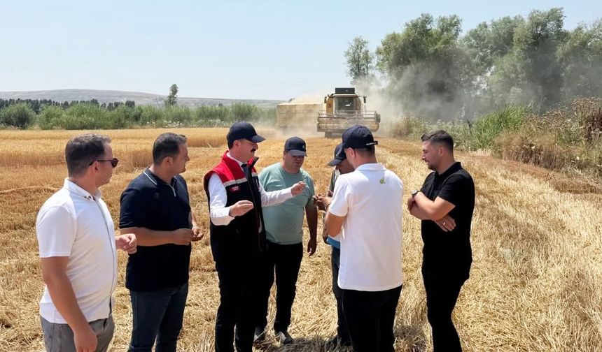 Ahlat’taki buğday hasat alanlarında inceleme