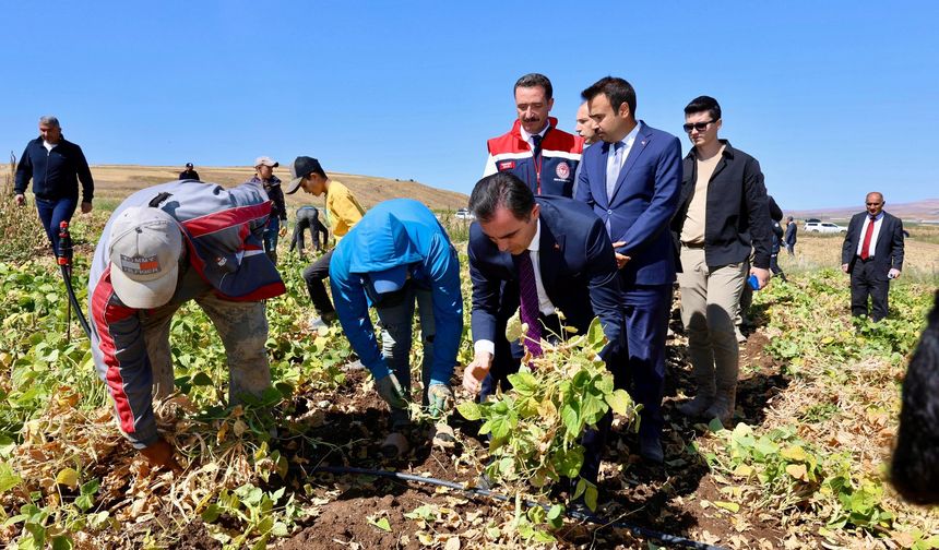 Türkiye’nin kuru fasulye ihtiyacının %13’ünü karşılayan Bitlis, 4. Sırada
