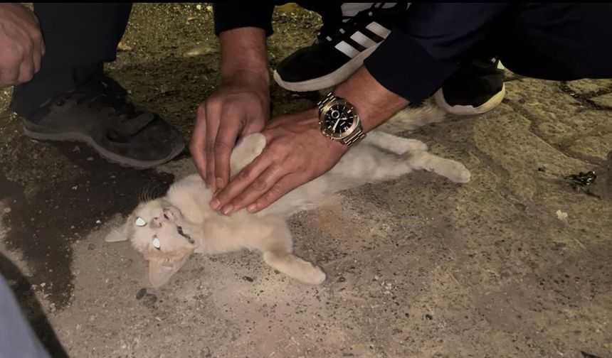 Bingöl itfaiye personelinden kediye kalp masajı