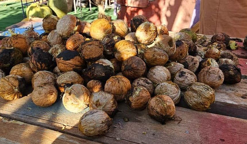 Bitlis’in bahçelerinde ceviz hasat başladı