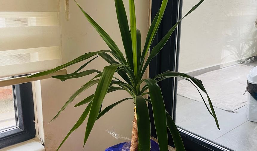 Yakınlarınızı uyarın: Bu bitkilerin eve sokulmaması gerek