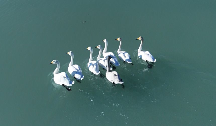 Arin Gölü’nün yeni misafirleri: Ötücü kuğular havadan görüntülendi