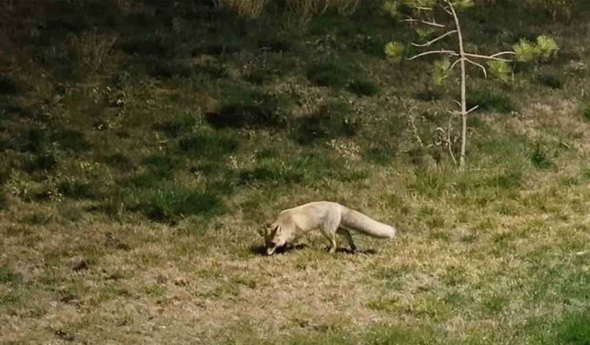 Bitlis sokaklarında tilkiler görüntülendi