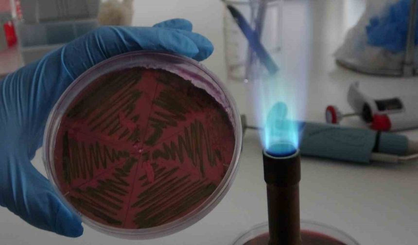 Çiğ süt, gıdayla bulaşan idrar yolu enfeksiyonlarına davetiye çıkarıyor