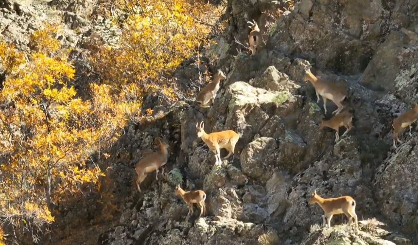 Erzincan dağlarında yaban keçileri görüntülendi