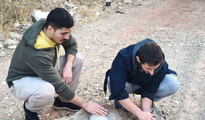 Köpeklerin saldırdığı yavru dağ keçisini 3 kilometre sırtında taşıdılar