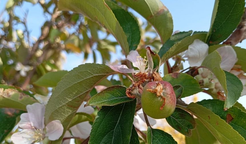 Malatya’da elma ağacı çiçek açıp meyve verdi