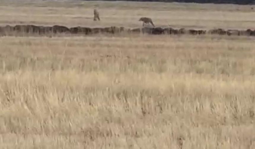 Susuz’da kurt sürüsü görüntülendi