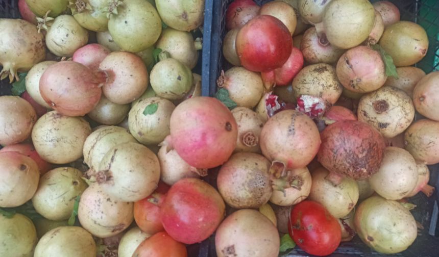 Zivzik Narı dayanıklılığı ve lezzetiyle dikkat çekiyor