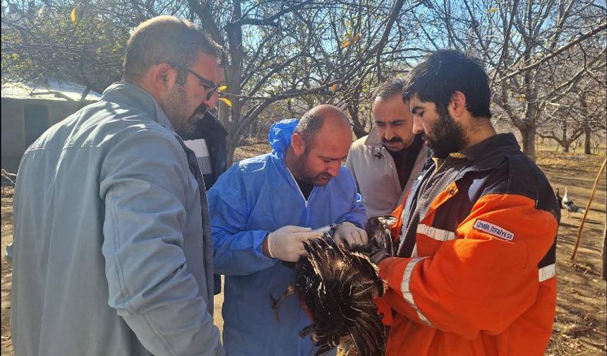 Adilcevaz’da kanatlı hayvan hastalıkları için tarama çalışmaları sürüyor