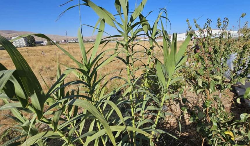 Tatvan’da "Manisa Kargısı" bahçede hayat buldu