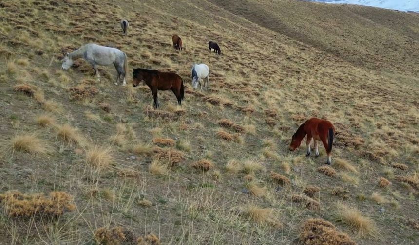 Başıboş bırakılan at ve eşekler tehlike saçıyor