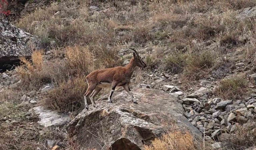 Dağ keçileri karayolu kenarına indi, görenler o anları kayda aldı