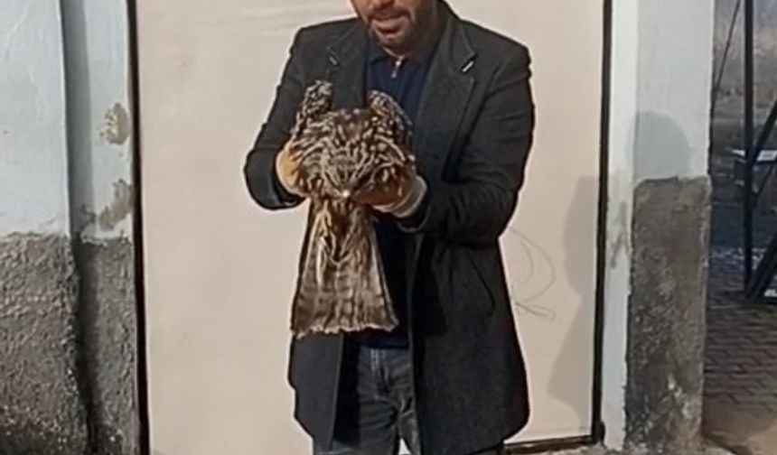 Elazığ'da köylülerin bulduğu yaralı kartal koruma altına alındı