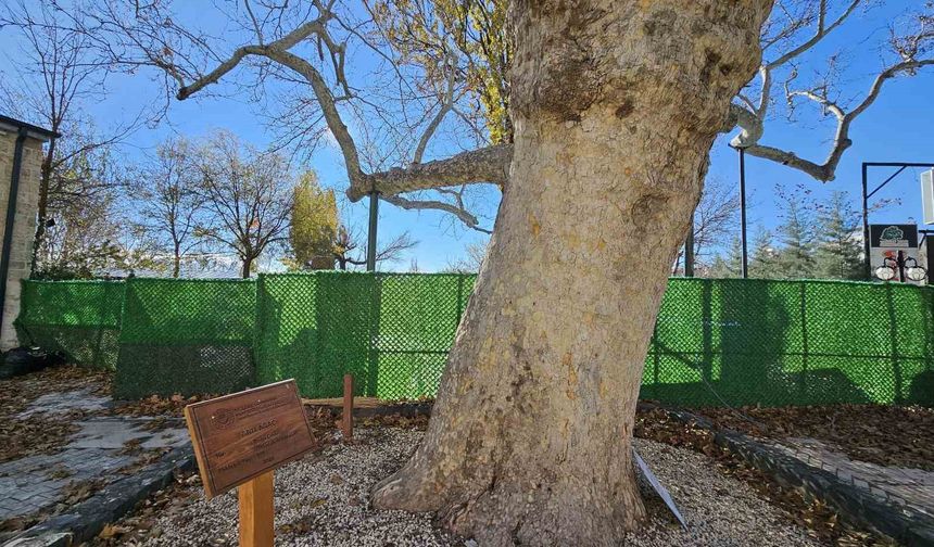 Harput'un 3 asırlık çınarı zamana meydan okuyor