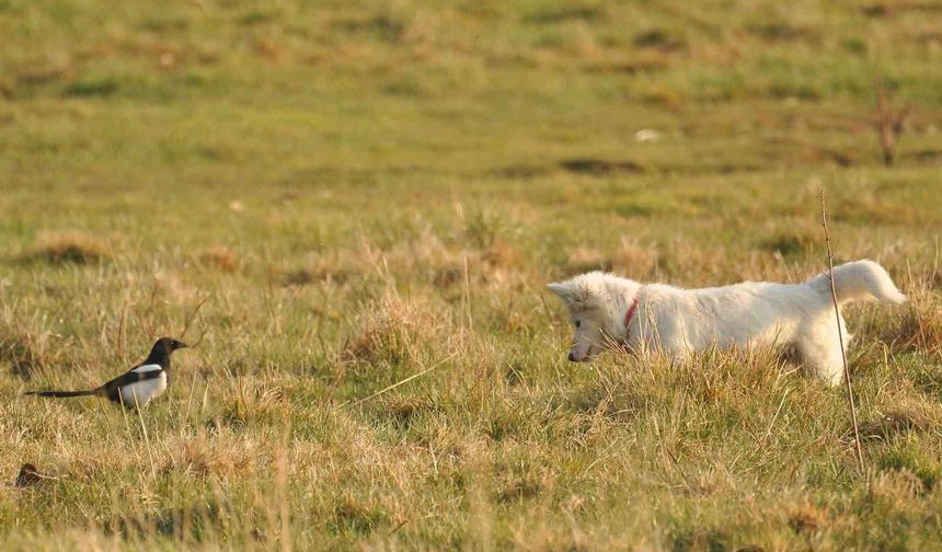 Herkes Van kedisi sandı: Gerçek fare avcısı köpek çıktı