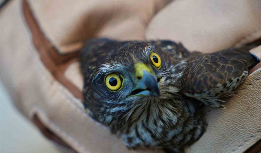 Muş'ta doğada yaralı halde bulunan atmaca tedavi altına alındı