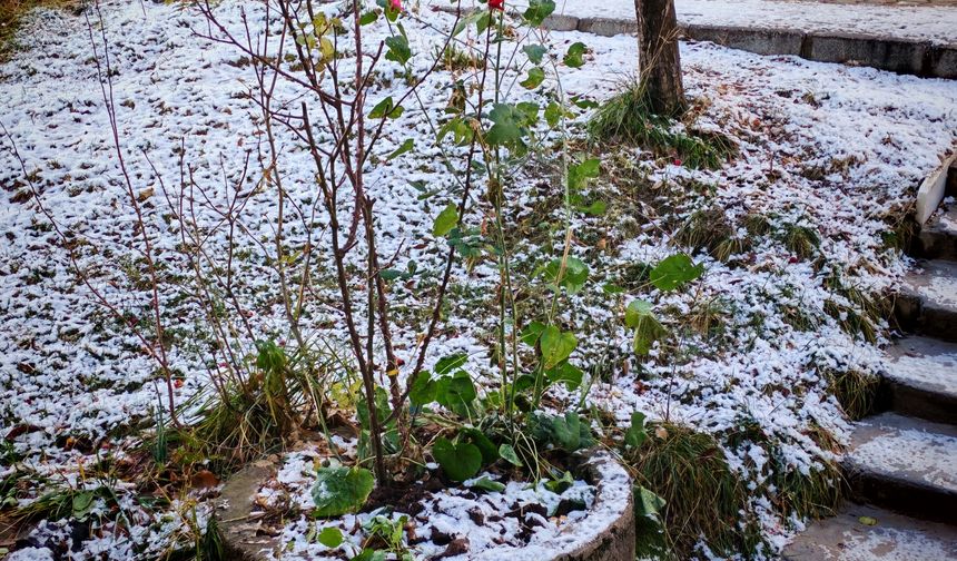 Ahlat’ta soğuk ve kırağı etkili oldu