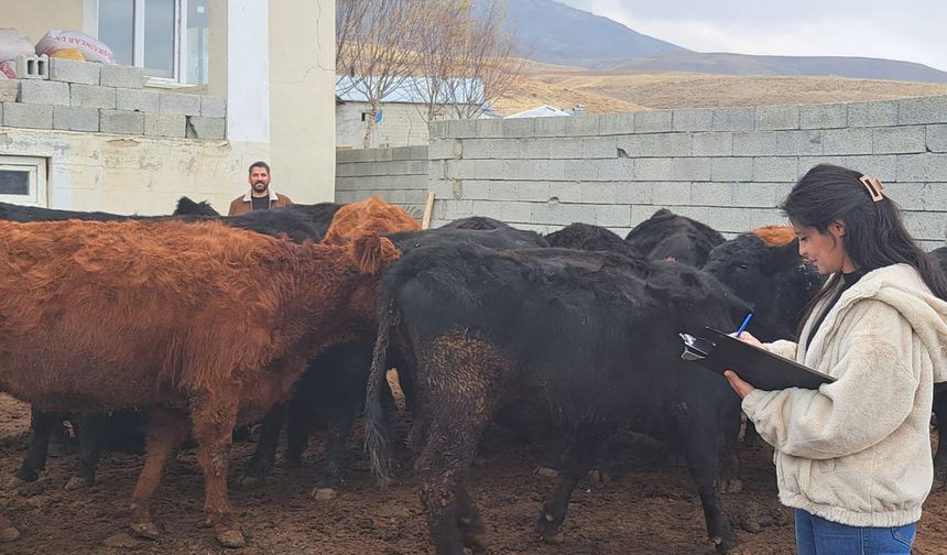 Adilcevaz’da dağıtılan büyükbaş hayvanlar kontrolden geçti