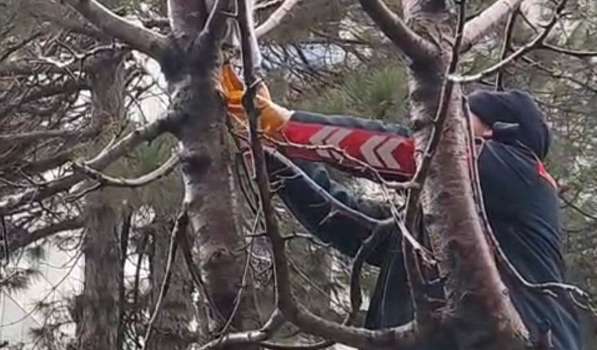 Ağaçta mahsur kalan kediyi itfaiye ekipleri kurtardı