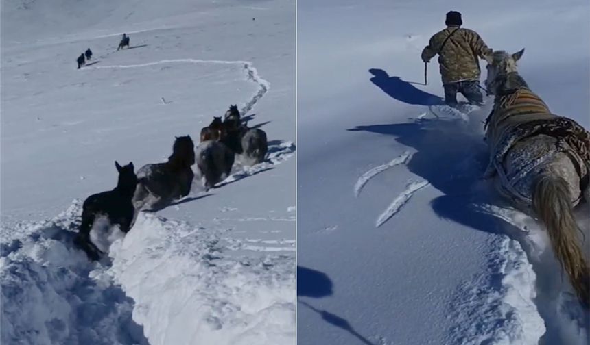 Hizan’da karda mahsur kalan at ve katırlar kurtarıldı