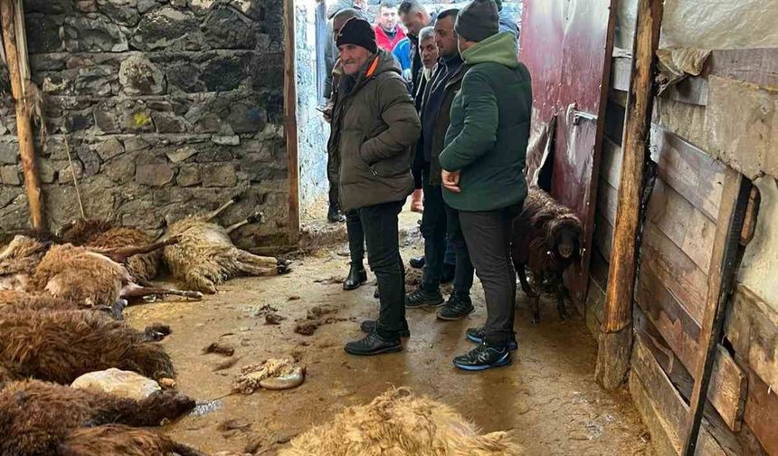 Aç kurtlar Kars’ta sürüye saldırdı: 130 koyun telef