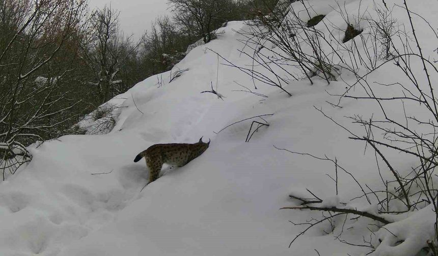 Erzincan'da yaban hayatı fotokapanla kaydedildi