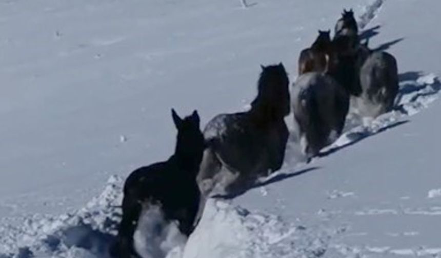 Karla kaplı bölgede seferberlik: At ve katırlar ölümden döndü