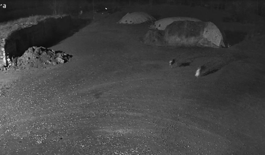 Kars'ta kurtlar köpeği hedef aldı