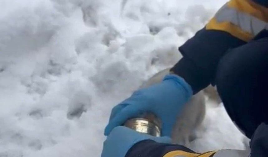 Kedinin yardımına sağlık ekipleri koştu