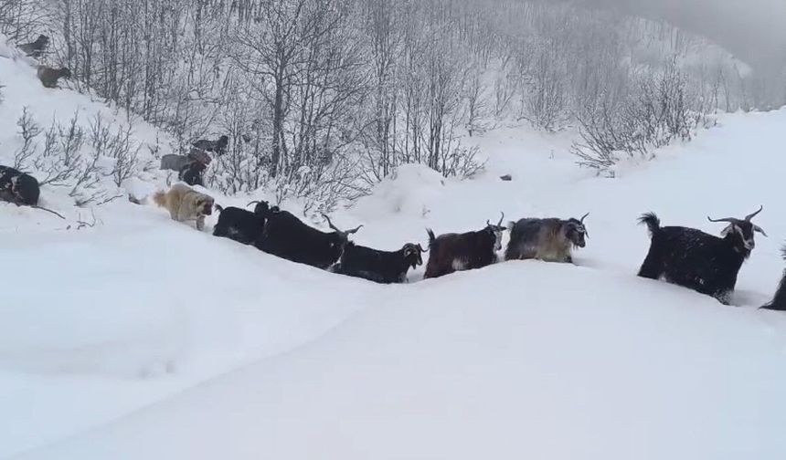 Yaban domuzu çobana saldırdı, o anlar kamerada