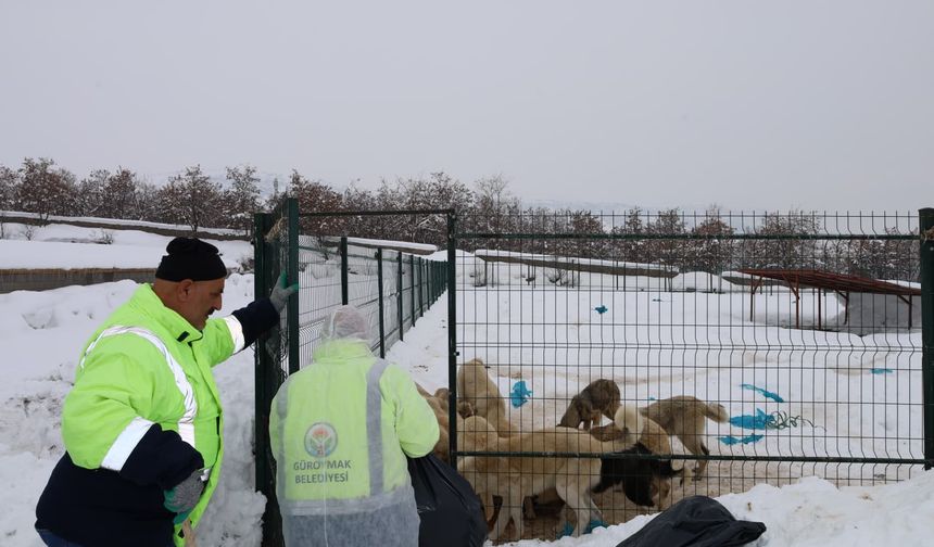 Güroymak Belediyesi sahipsiz hayvanlara sahip çıkıyor