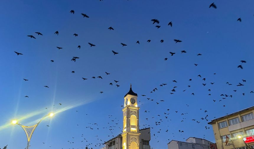 Tatvan’da kargalardan görsel şölen