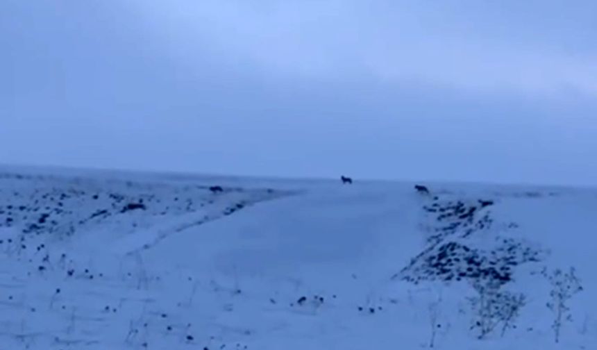 Ahlat’ta kurt sürüsü yerleşim yerlerine yakın görüldü