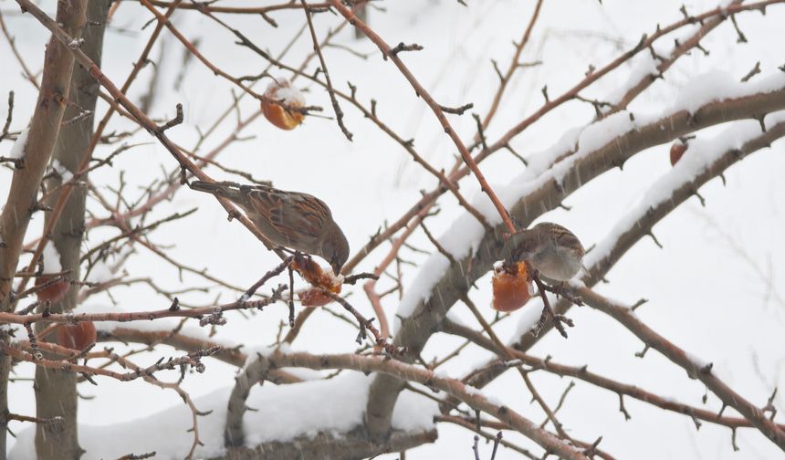 Aç kalan kuşlar ağaçlarda kalan meyvelerle hayatta kalıyor