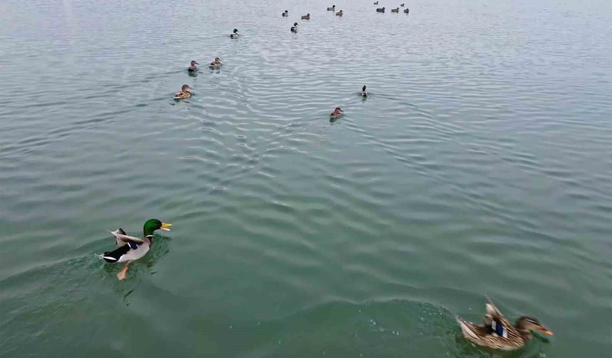 Bitlis’te dondurucu soğuk: Sazlıklar dondu, kuşlar göle sığındı