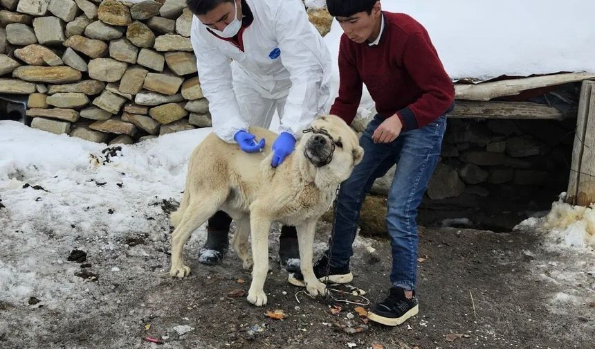 Diyadin’de köpekler kuduz aşısıyla koruma altına alındı