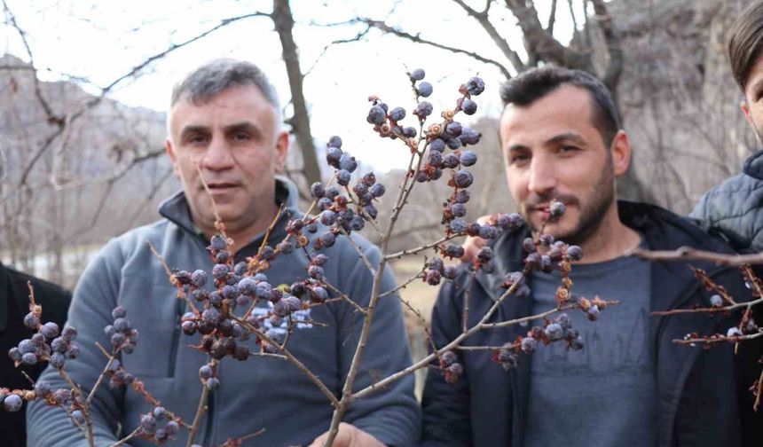 Kara hurma Şubat soğuğuna rağmen dalından tüketiliyor