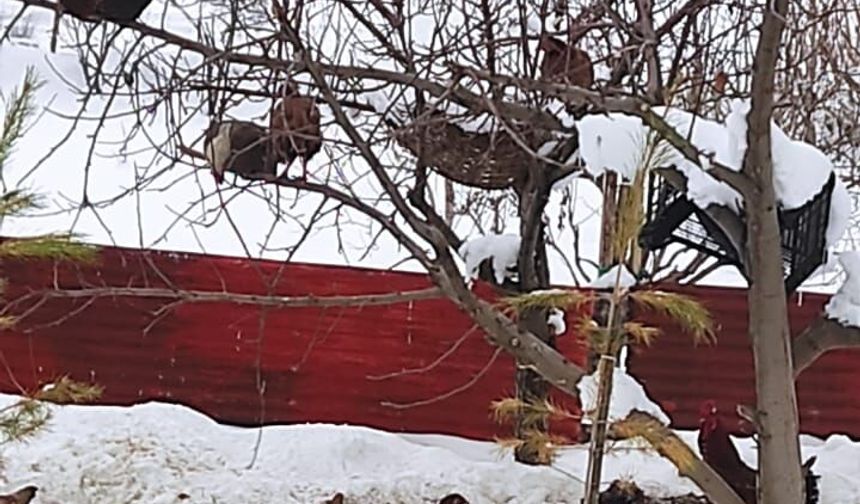 Güroymak’ta kendini kuş sanan tavuklar ağaca çıktı