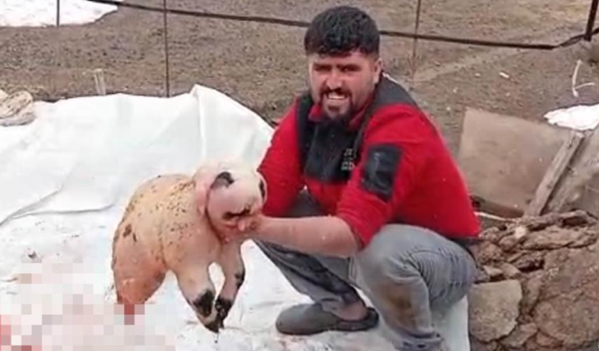 Bitlis'te ölü doğan kuzu, panda yavrusuna benzerliğiyle şaşırttı