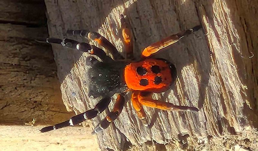 Akdeniz ve Orta Asya'nın nadir türü Elazığ'da görüldü