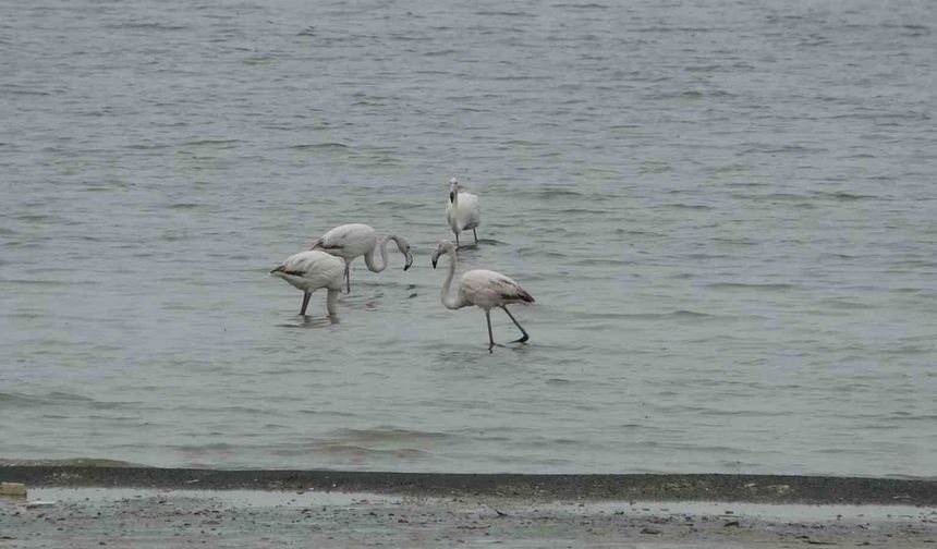 Allı turnalar bu yıl Van'da erken görüldü