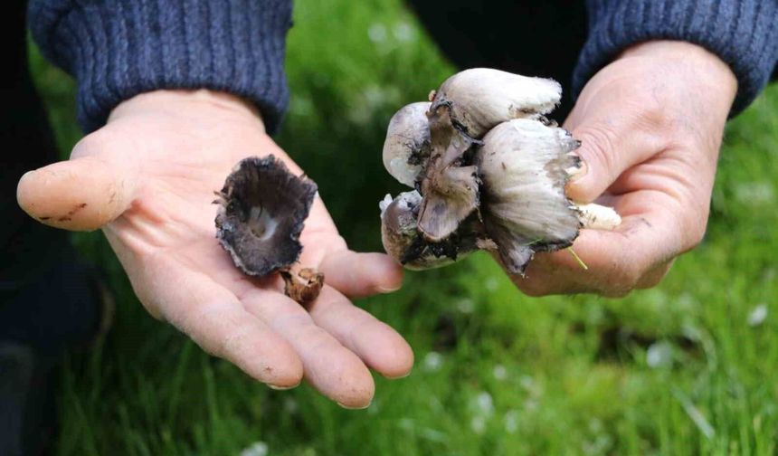 Baharla birlikte gelen tehlike: Yabani mantar tüketimine dikkat