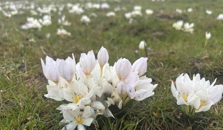 Bingöl'de baharın müjdecisi kardelenler açtı
