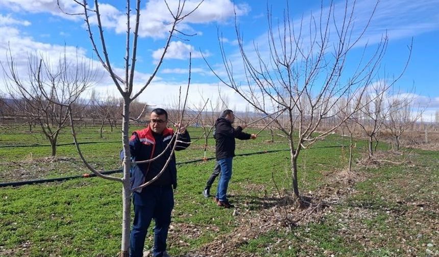 Iğdır'da çiftçilere uygulamalı meyve ağacı budama eğitimi verildi