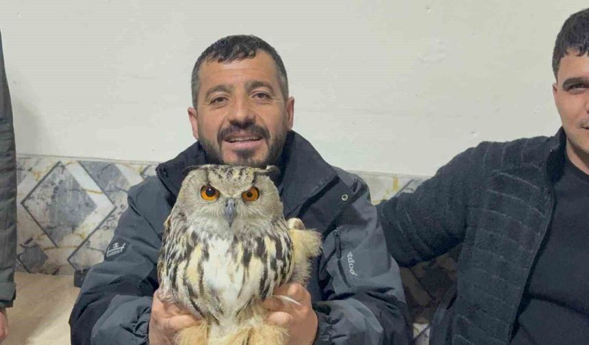 Kars'ta yaralı puhuya şefkat eli uzandı