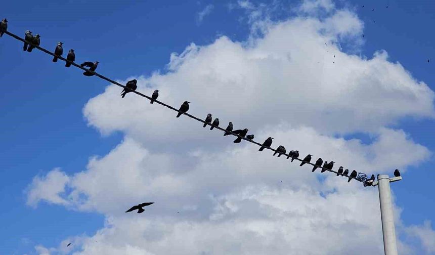 Tatvan’da kuşlar adeta görsel şölen oluşturdu