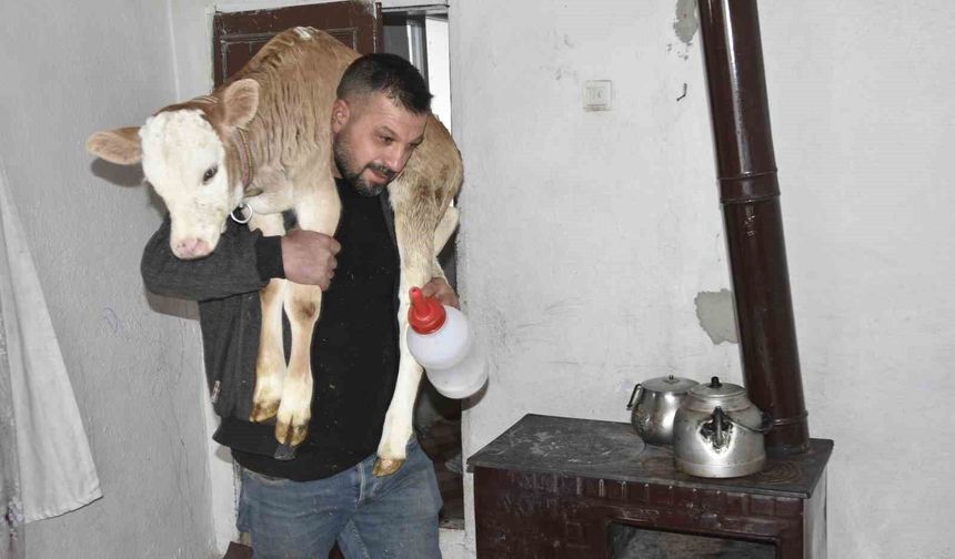Tatvan’da yaralı buzağı evde özel tedavi ediliyor