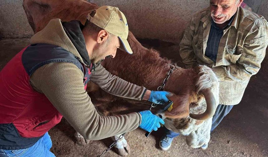 Tunceli'de şap aşılama kampanyası devam ediyor