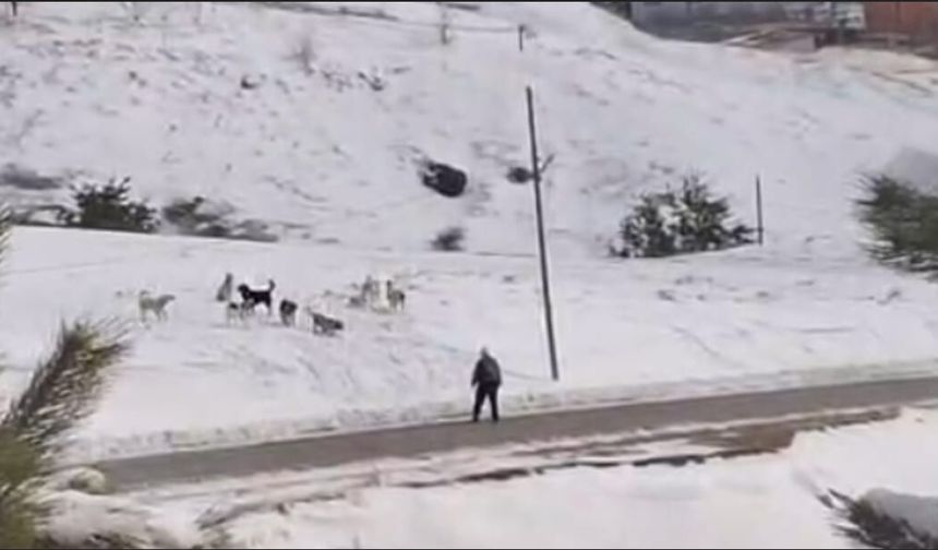 Ahlat’ta korku dolu anlar: Köpek sürüsü öğrenciyi çevreledi